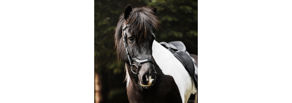 Salka horse