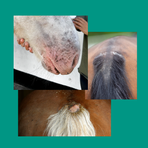 Sommereksem og kl&oslash;e