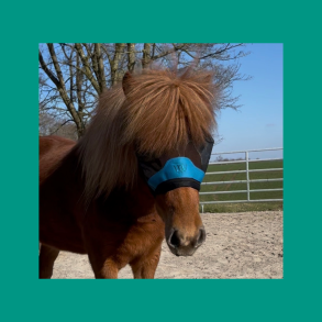 Eksemd&aelig;kkener & fluemasker  Salka Horse