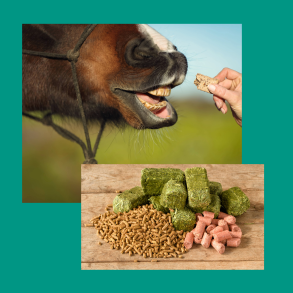 Godbidder Salka Horse