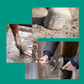 Hov- og benpleje Salka Horse