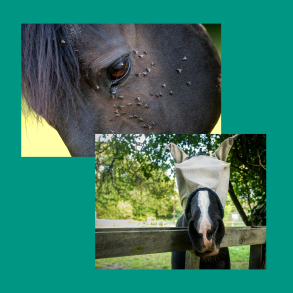 Insekt og solbeskyttelse Salka Horse