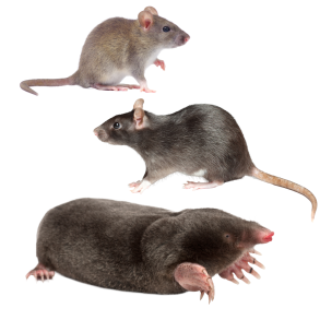 Mus, Rotter og Muldvarp