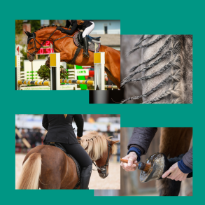 St&aelig;vneklar Salka Horse