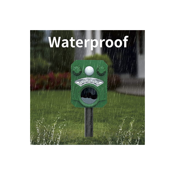 Katteskr�mmer Ryom Solar Blitz