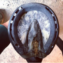 Ekholm PROB Frog Sticks 