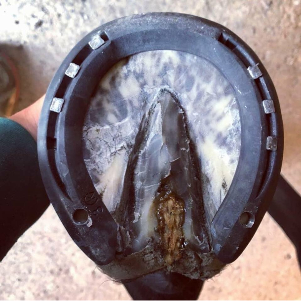 Ekholm PROB Frog Sticks 