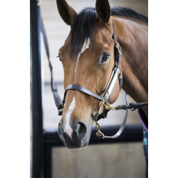 Busy Buddy fra ThinLine � din hests nye, afslappende ven