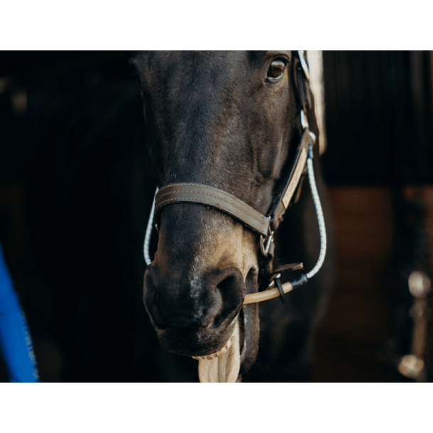 Busy Buddy fra ThinLine � din hests nye, afslappende ven