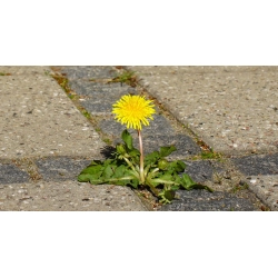 UkrudtsFri KVIK 1L. Koncentrat  effektiv ukrudtsbekmpelse p 3 timer