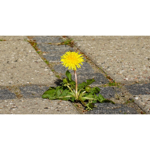 UkrudtsFri KVIK 1L. Koncentrat  effektiv ukrudtsbekmpelse p 3 timer