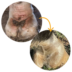 Silver Honey Mud Defence Spray